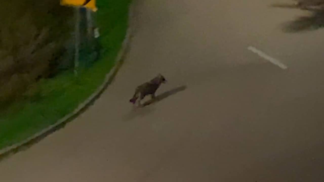 Beeld uit video: Wolf loopt door woonwijk in Lage Zwaluwe