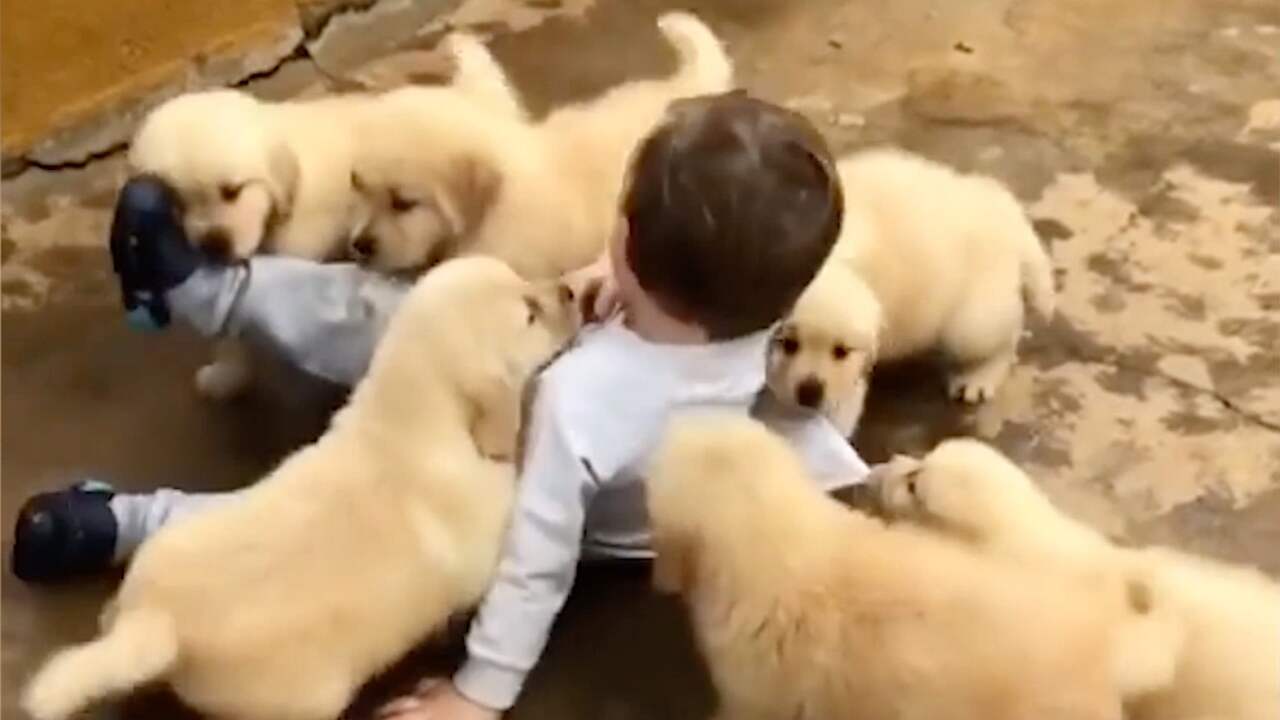 Beeld uit video: Dierendag: De leukste virals met dieren