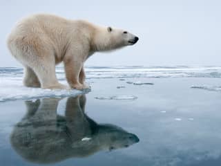 Wetenschappers bewijzen: ijsbeer is de dupe van klimaatverandering