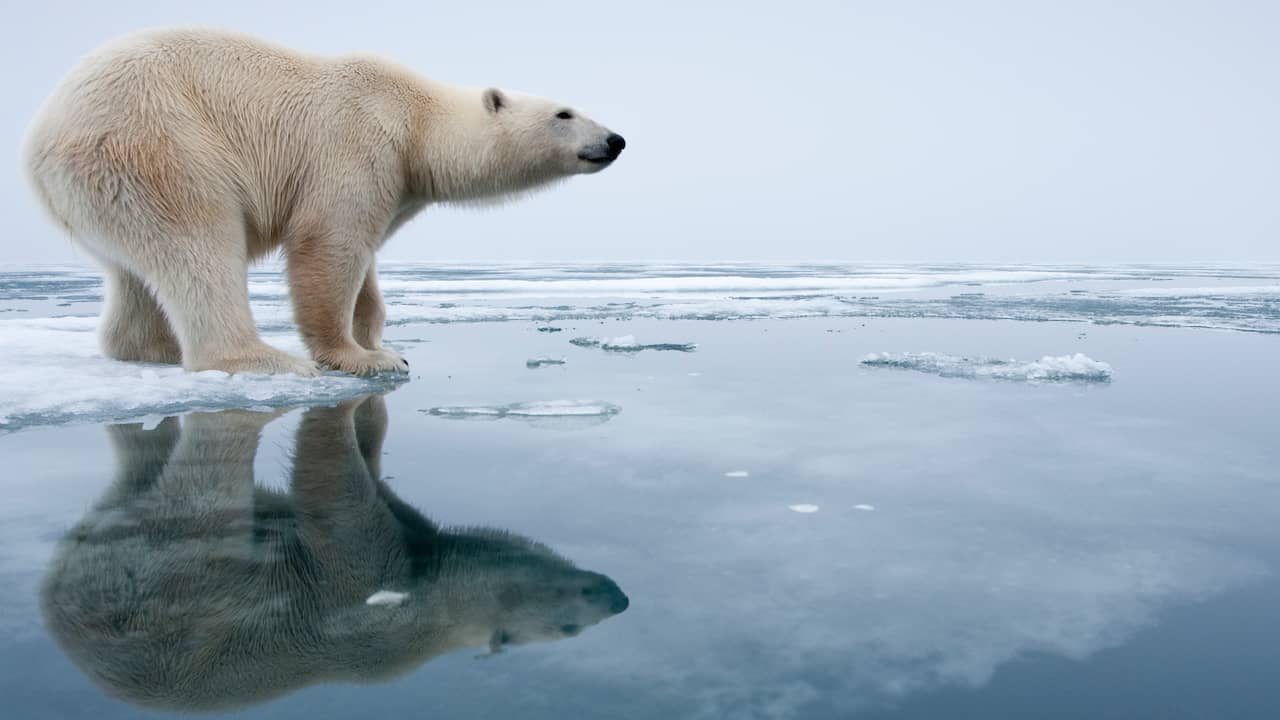 Les scientifiques le prouvent : l’ours polaire est victime du changement climatique |  Animaux