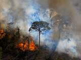 Ontbossing Amazoneregenwoud neemt enorm af onder nieuwe president Lula