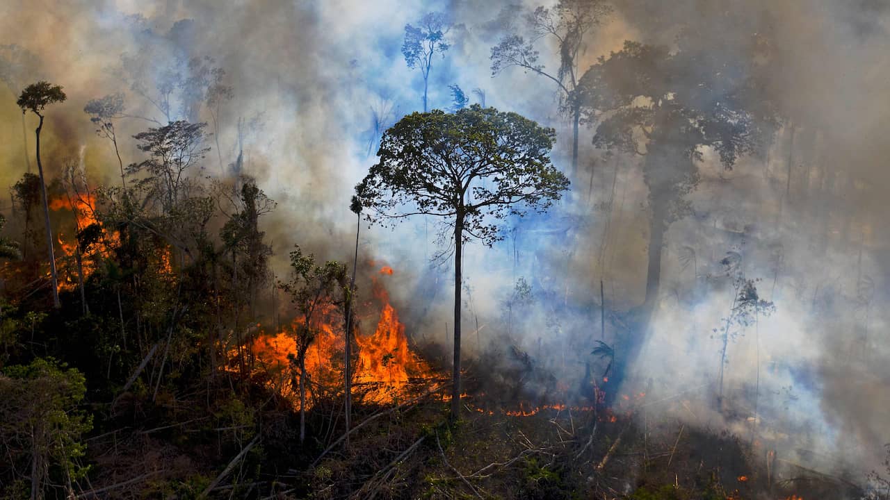 Deforestation of Amazon rainforest decreases enormously under new president Lula |  climate