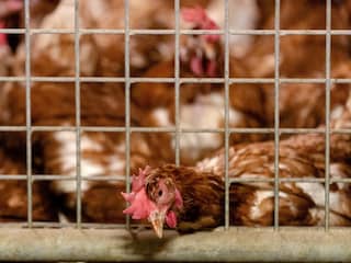 Dierenorganisatie sleept Europese Commissie voor de rechter om dierenkooien