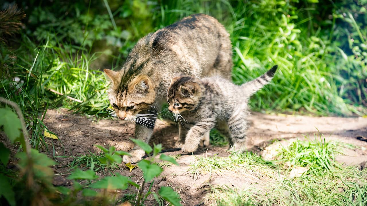 New Zealand baby-killing cat competition cancelled  outside