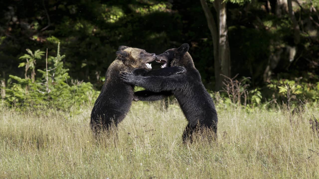 La famiglia della California trova cinque orsi in letargo sotto casa |  animali