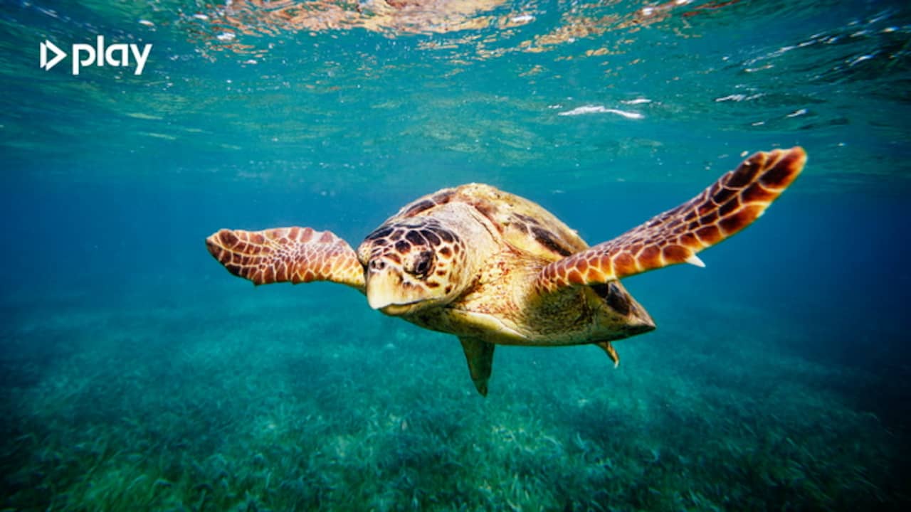 Beeld uit video: De mannetjesschildpadden raken 'op': deze rol speelt het klimaat