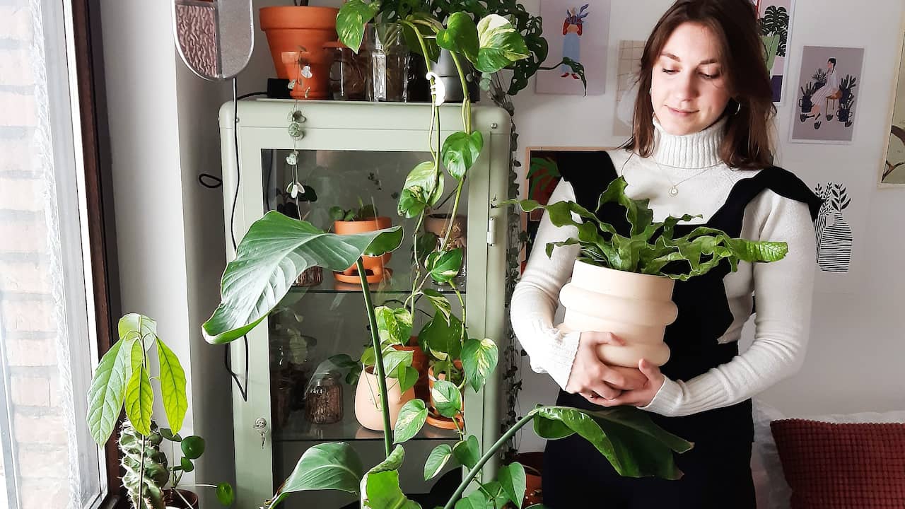 Duiker Conceit strottenhoofd Zes tips om je planten in leven te houden tijdens een vakantie | Vakantie |  NU.nl