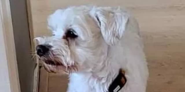 Hondje Loeka uit Kamperland na twee weken eindelijk weer terecht