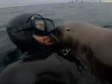 Nieuwsgierige zeeleeuw snuffelt aan duiker in Argentinië