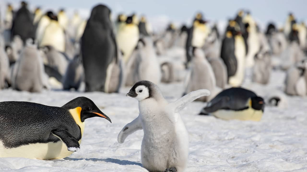 Scienziato scopre i pinguini nelle foto satellitari attraverso i loro escrementi |  Animali