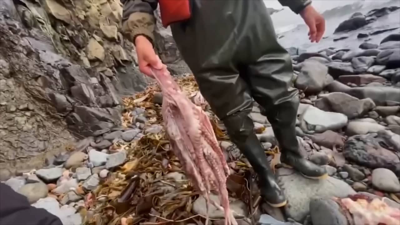 Russisch strand bezaaid met dode zeedieren na vervuiling water