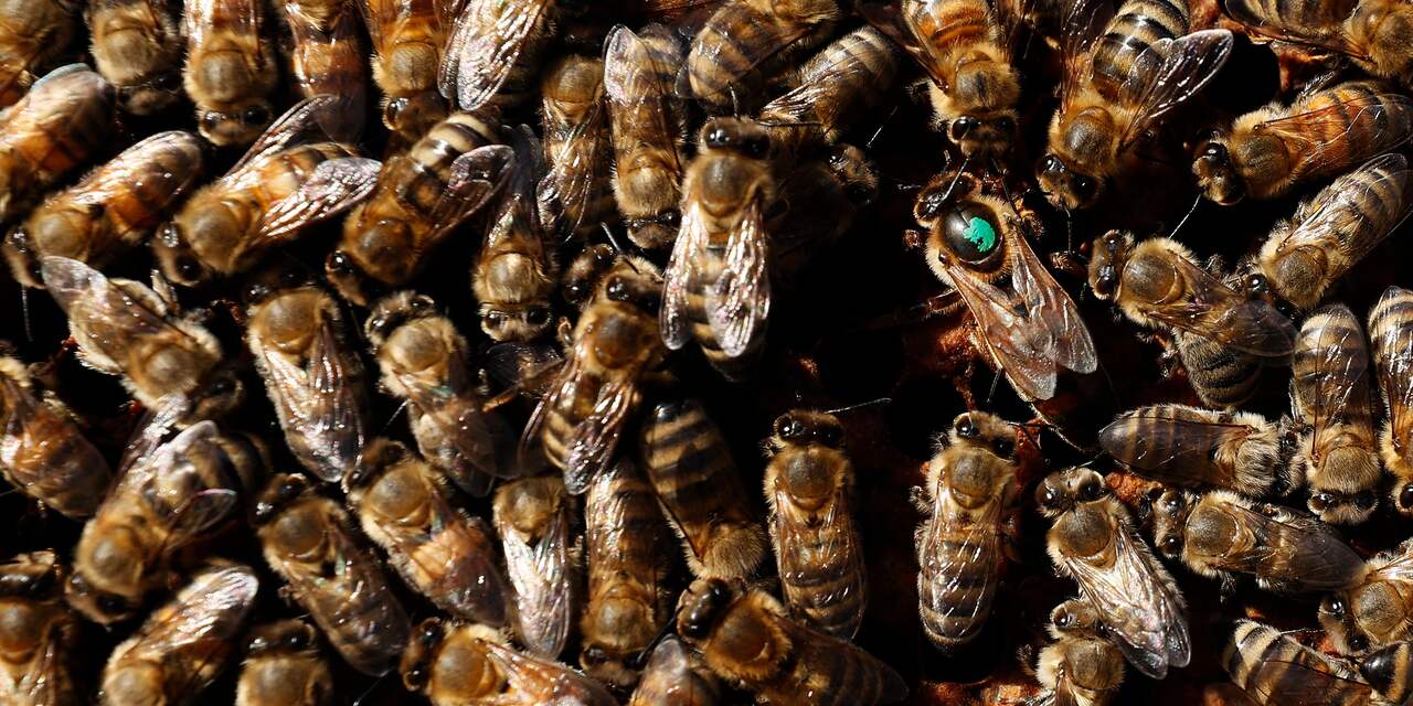 Zwerm bijen pikt tafeltje in bij foodtruck aan Brouwersdam