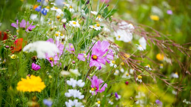 Plant veel verschillende soorten bloemen en planten door elkaar, is een advies van hoogleraar Louise Vet.