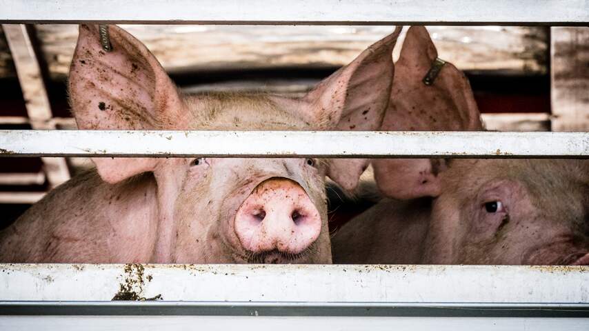 Onderzoek: Varkens nog altijd levend verdronken in kokend heet water