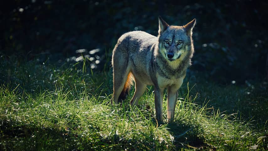Angst voor wolven op Veluwe groeit: 'Kleindochter durft het bos niet meer in'