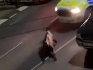 Zware kritiek op politie in Londen na bewust aanrijden ontsnapte koe
