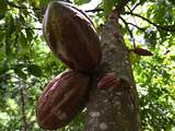 Cacao werd 5.300 jaar geleden al gebruikt in Ecuador