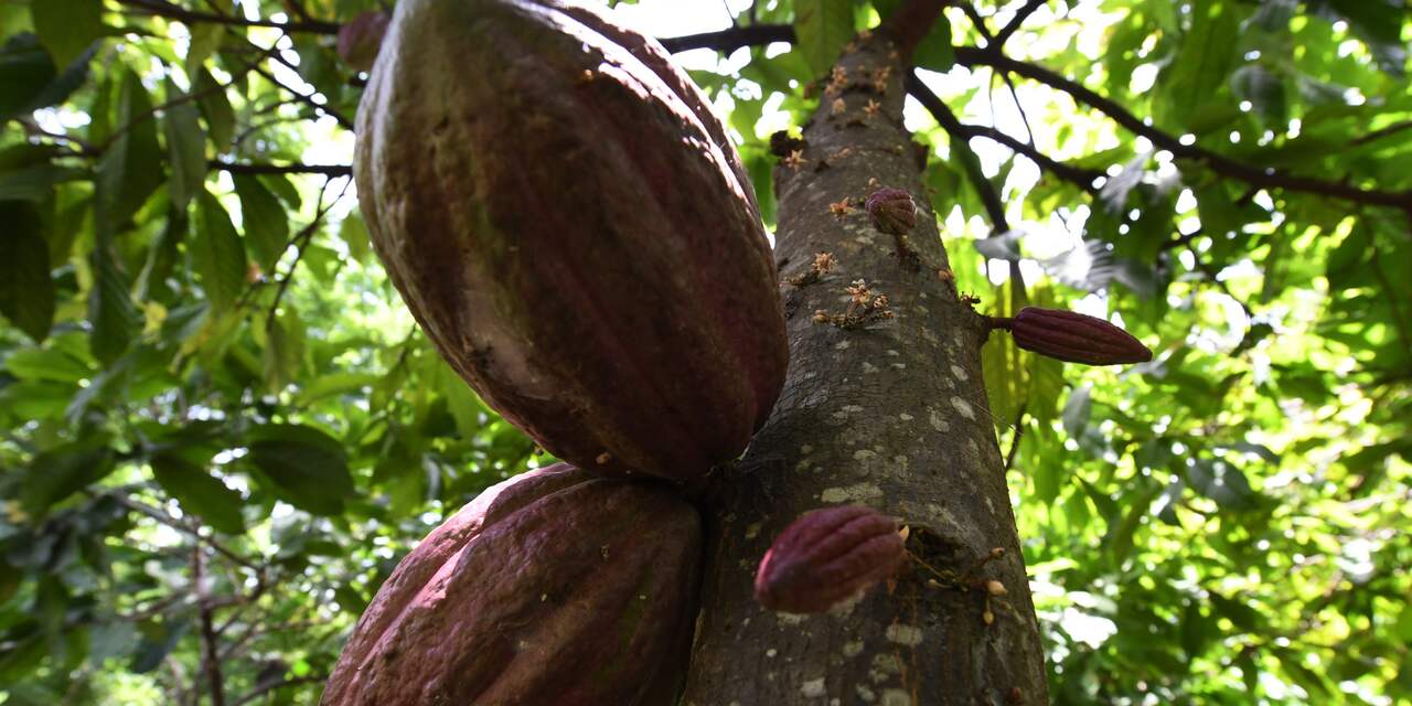 Cacao werd 5.300 jaar geleden al gebruikt in Ecuador