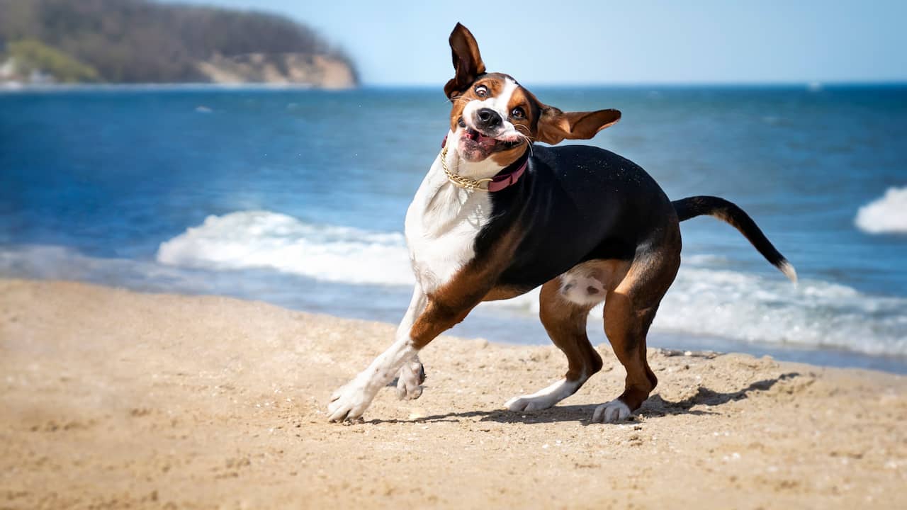 Surprising Science: Dogs’ Brains Are Getting Bigger Against Expectations |  Technology and science