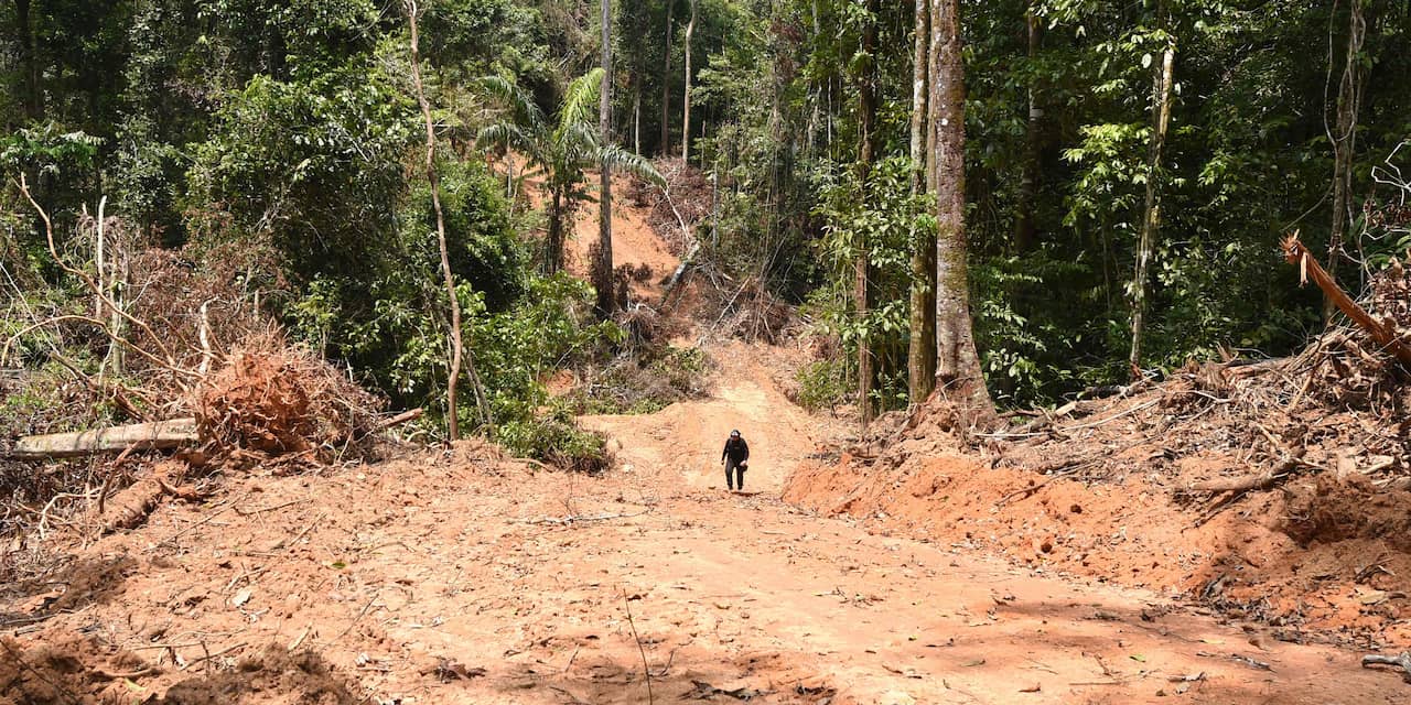 WNF waarschuwt voor naderend 'kantelpunt' Amazoneregenwoud door ontbossing
