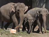 Mannetjesolifant terug in Artis voor fokprogramma Aziatische olifanten