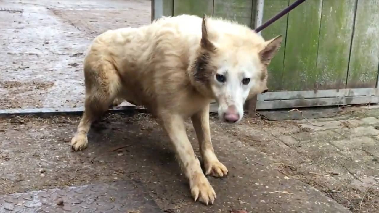 Dierenbescherming haalt honderd honden weg bij fokker