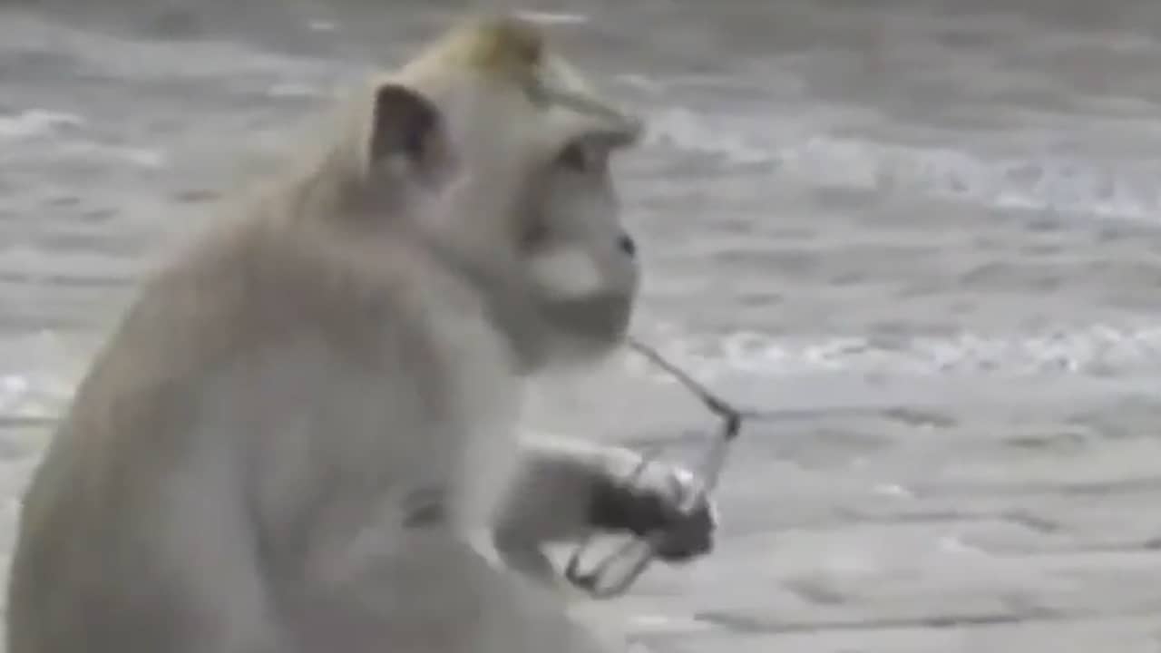 Beeld uit video: Stelende apen ruilen gestolen voorwerpen voor voedsel in Indonesië