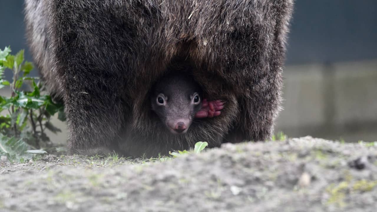 First Wombat Birth in Dutch Zoo: Cute Australian Marsupial Sticking its Head Out of Pouch at BestZoo