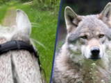 Ruiter probeert wolf weg te jagen in Drents-Fries natuurgebied