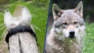 Ruiter probeert wolf weg te jagen in Drents-Fries natuurgebied