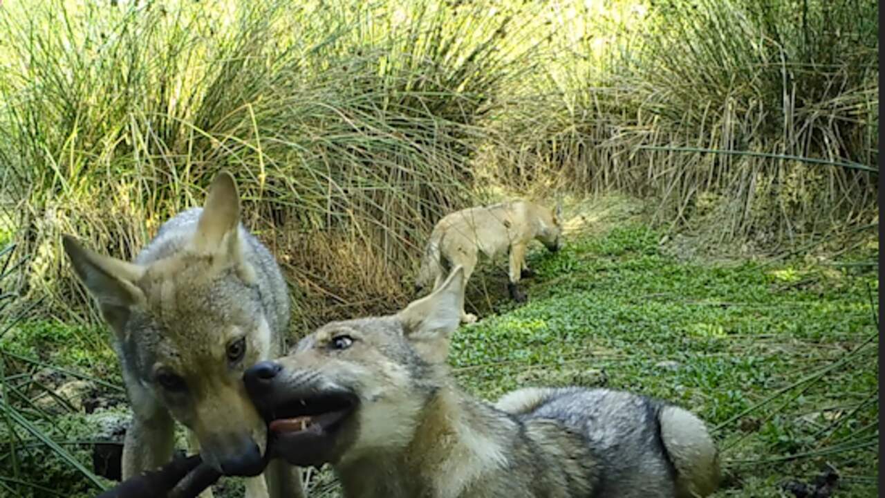 Beeld uit video: Wildcamera legt spelende wolvenwelpen vast in Drenthe