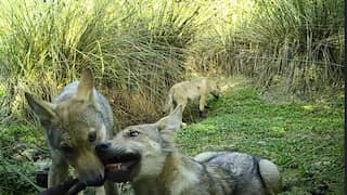 Wildcamera legt spelende wolvenwelpen vast in Drenthe