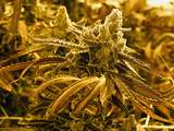 'Cannabisgebruikers lopen hoger risico te sterven aan gevolgen hoge bloeddruk'