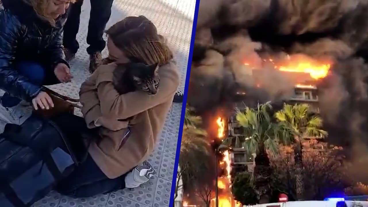 Beeld uit video: Kat acht dagen na fatale brand in Valencia herenigd met baasje