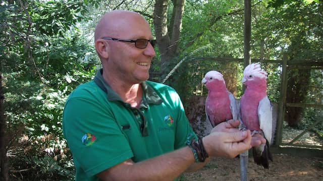 An Avifauna keeper, very happy with the return of the galah parrots; photo: Avifauna