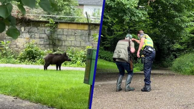 Politie en jager speuren naar loslopend wild zwijn in Maastricht
