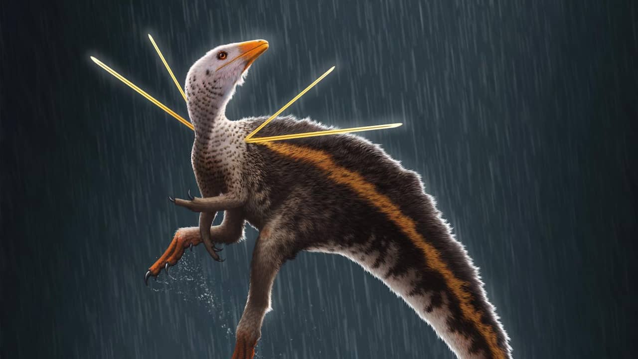 ‘Flamboyant’ dinosaur found with never-before-discovered ‘decorations’ |  NOW