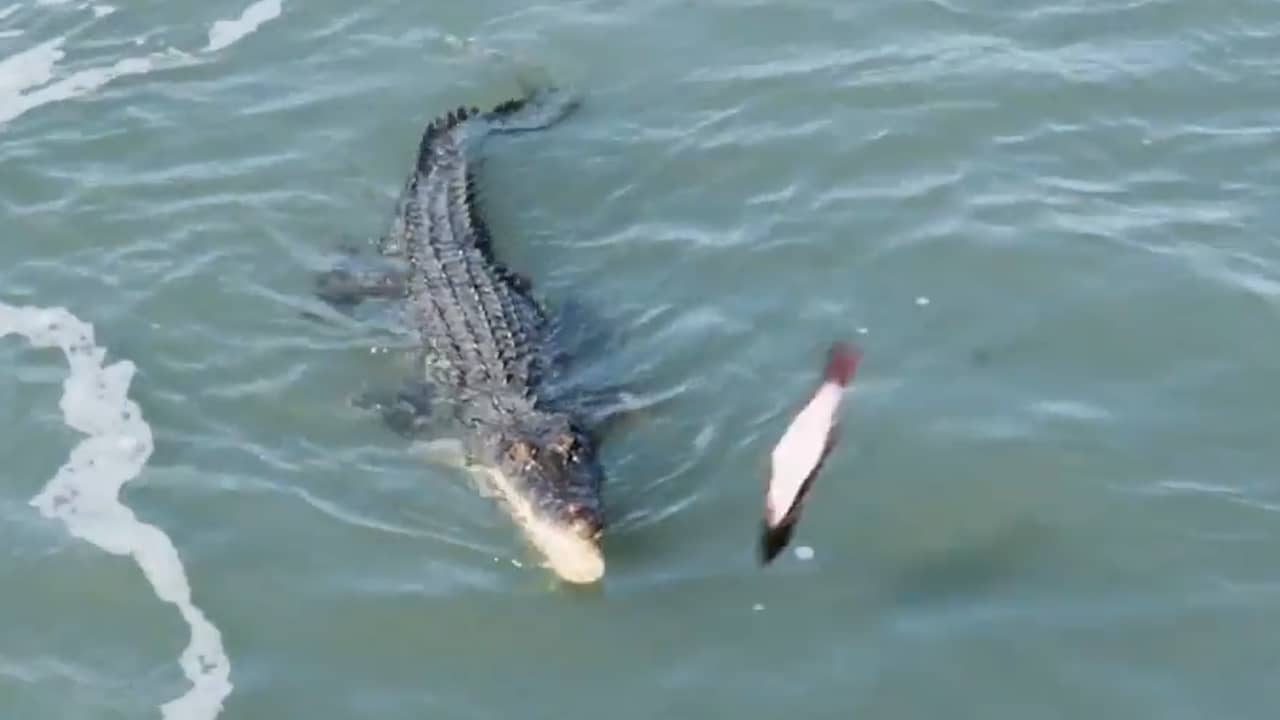 Beeld uit video: Krokodil in Australië wacht op visresten, vangt haai