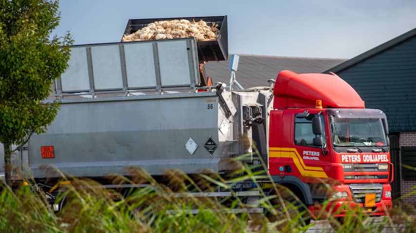 Opnieuw grote uitbraak vogelgriep in Limburg: 233.000 kippen geruimd