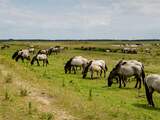 Verzoek tot bijvoeren grote grazers Oostvaardersplassen afgewezen