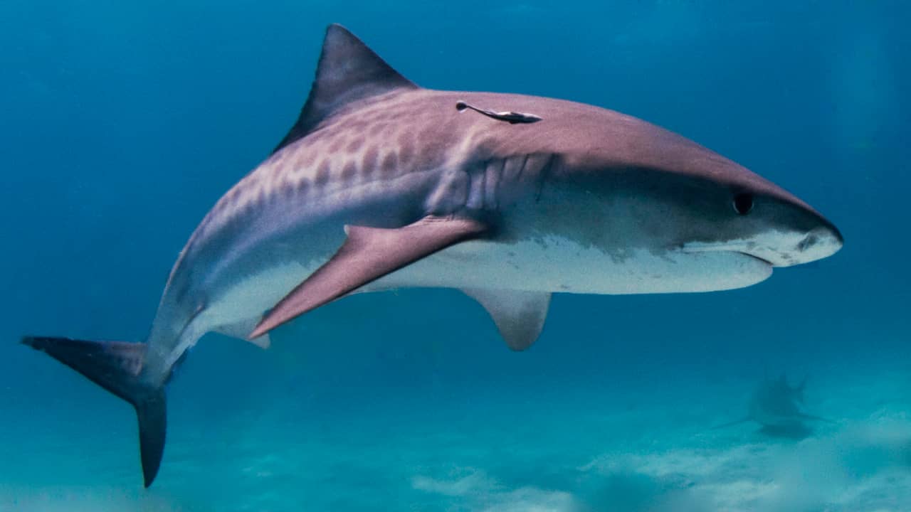 Beeld uit video: Bizarre beelden: haai eet koe in Indische Oceaan