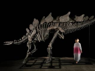 Stegosaurus-skelet onder de hamer, maar kenners uiten kritiek