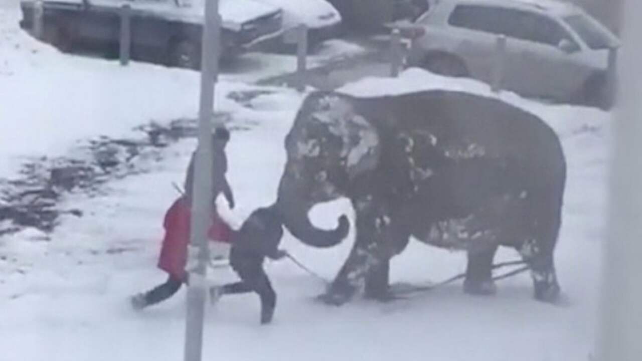 Ontsnapte circusolifanten struinen door Russische stad