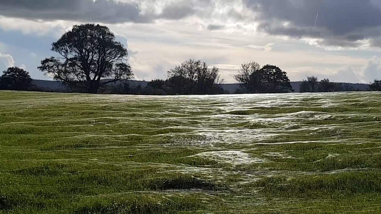 Beeld uit video: Enorme deken van spinnendraden deint in de Engelse wind
