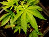 Politie volgt hennepspoor naar drugsvoorraad in flatwoning Middelburg