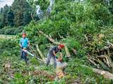 Natuurorganisaties pleiten voor einde van kaalkap in bossen