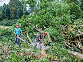Natuurorganisaties pleiten voor einde van kaalkap in bossen