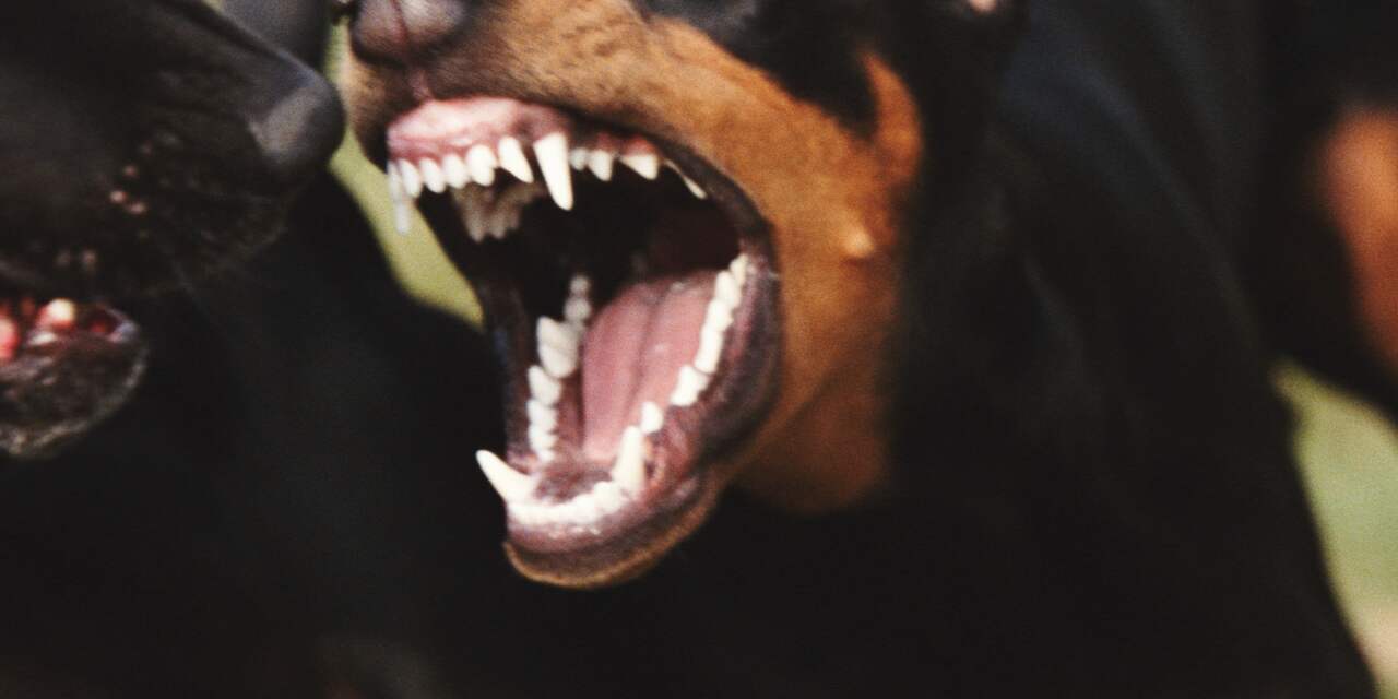 Jongen door honden aangevallen en gebeten, politie zoekt getuigen