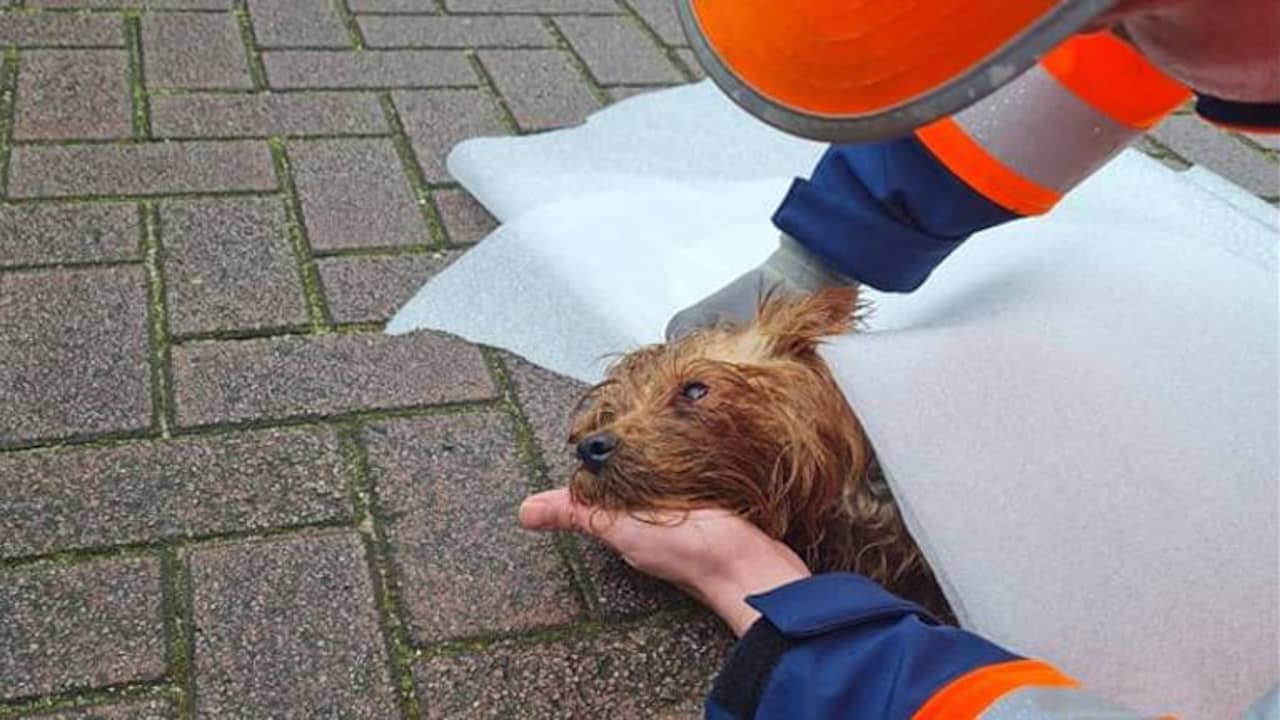 Celsius Onrechtvaardig oplichter Gedumpt hondje levend gered uit ondergrondse afvalcontainer in Den Bosch |  Dieren | NU.nl