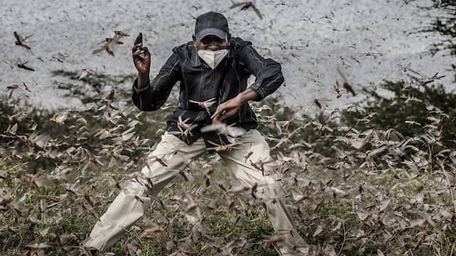 A man tries to chase away a huge swarm of locusts in Kenya.  East Africa suffered a massive plague for months.